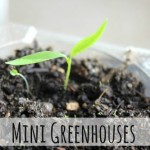mini greenhouses