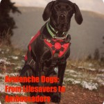 kenya-keystone-avalanche-dog-970x1024