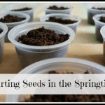 starting seeds springtime button