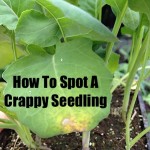 How to Spot and Avoid a Crappy Seedling
