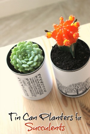 succulents in tins cans holiday gift idea