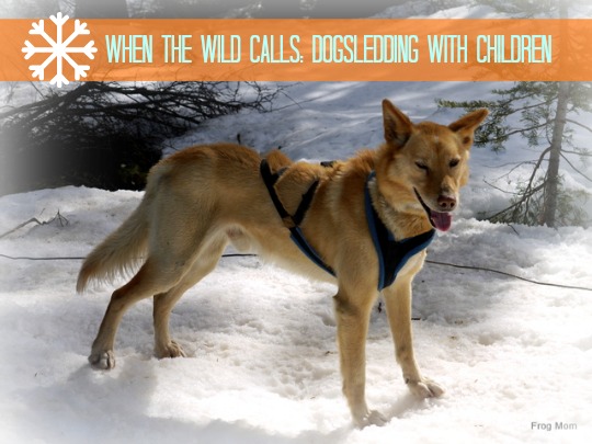 When the Wild Calls: Dogsledding with Children by FrogMom