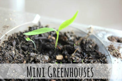 Make Your Own Mini Greenhouse by Eliza K Prints