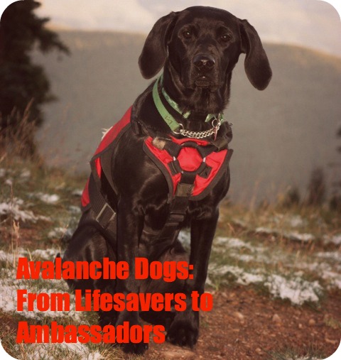 Avalanche Dogs: From Lifesavers to Ambassadors, These Dogs Have What It Takes by Brave Ski Mom
