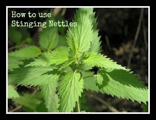 Stinging Nettles are Good for You by Small Footprint Family