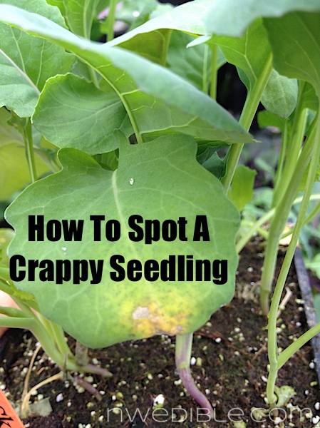 How To Spot And Avoid A Crappy Seedling by Northwest Edible Life