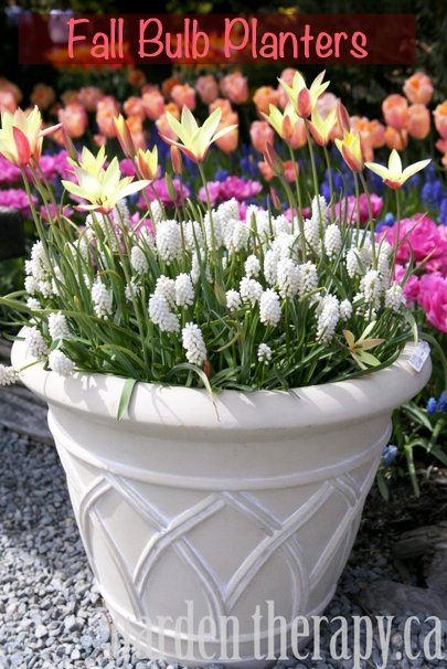 Preparing Fall Bulb Planters for Spring by Garden Therapy