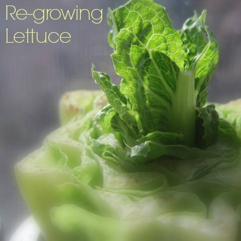 Re-Growing Lettuce by Lessons in Farming