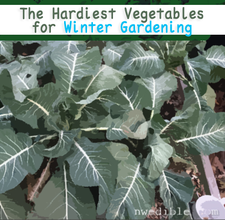 The Hardiest Vegetables For Winter Gardening by Northwest Edible Life