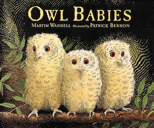 owl_babies