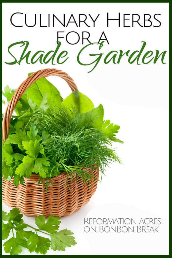 Culinary Herbs for a Shade Garden