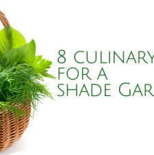 8 Culinary Herbs for a Shade Garden by Reformation Acres