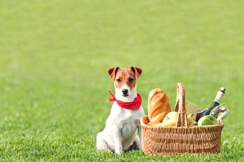picnic basket on green lawn