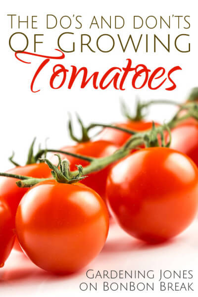 13 Dos and Do Nots of Growing Tomatoes by Gardening Jones