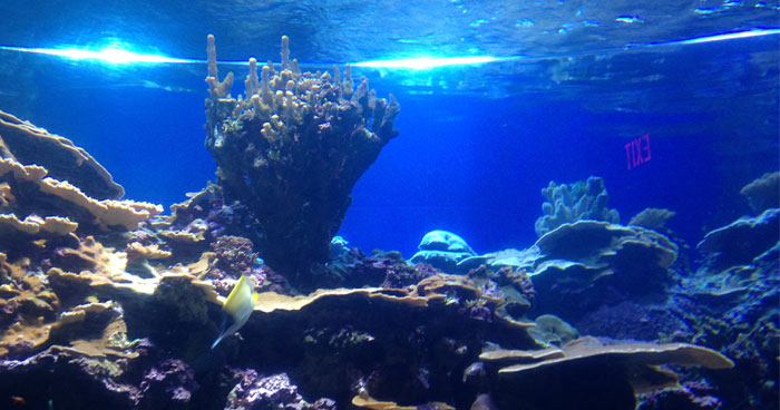 Maui Ocean Center coral tank