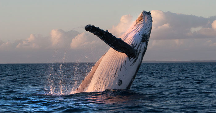 pacific-whale-foundation-maui-humpback-breaching