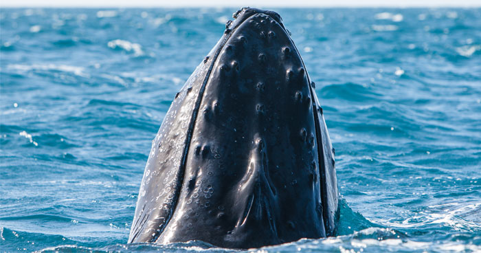 pacific-whale-foundation-maui-humpback