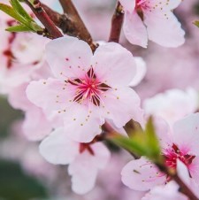 Lessons of the Japanese Cherry Blossom