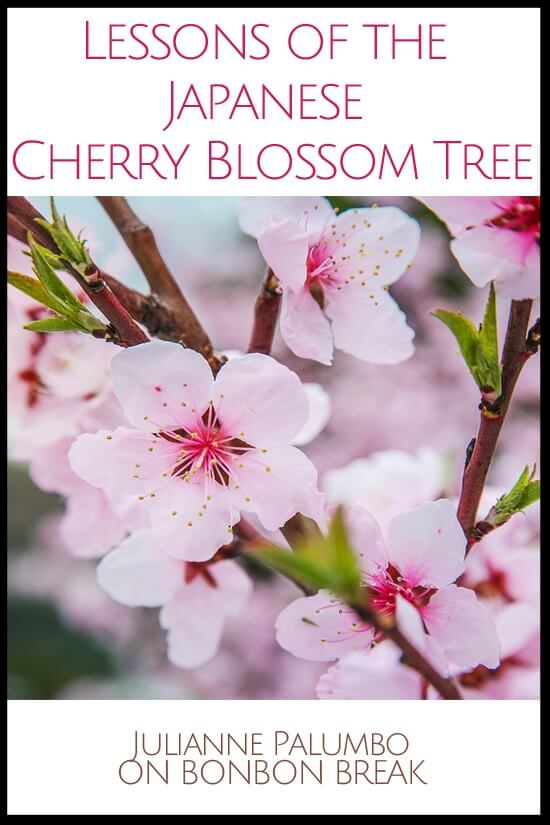 Lessons from a Japanese Cherry Blossom 