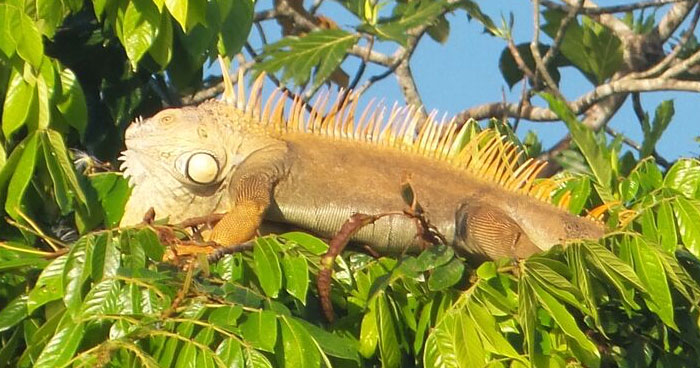 iguana-tortuguero