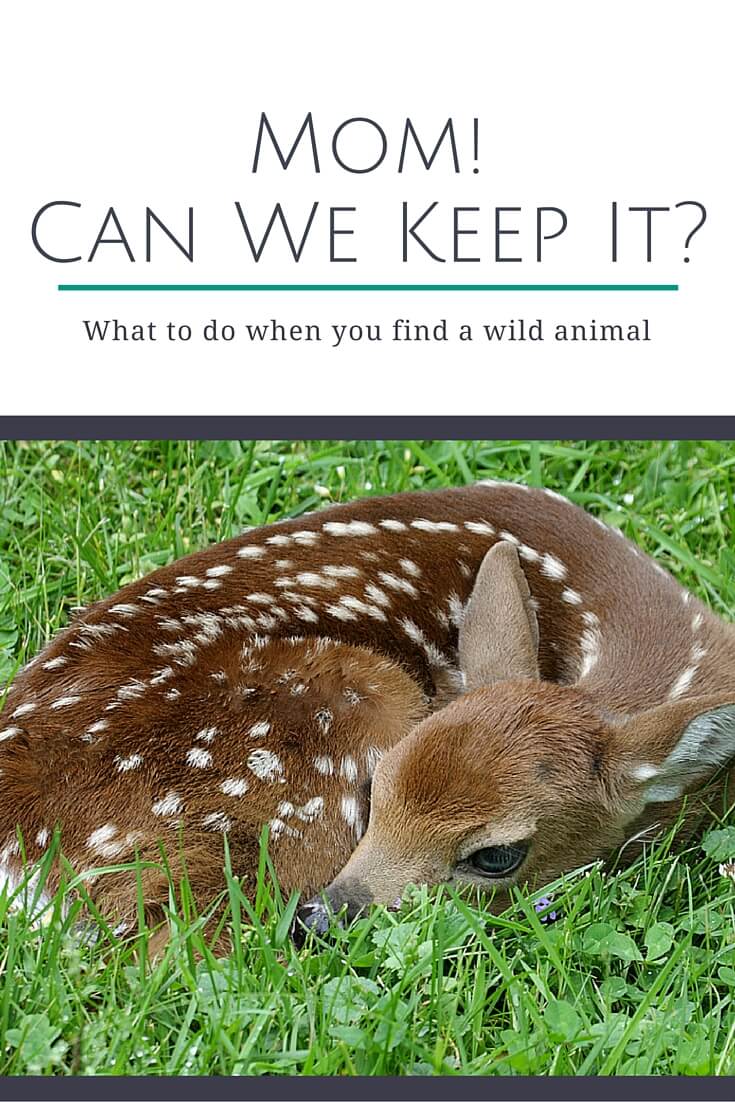 Mom! Can We Keep It? what to do when you find a wild animal