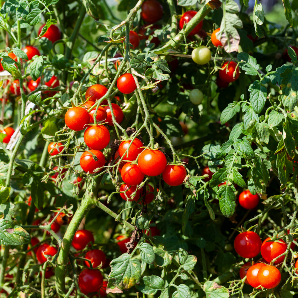 Beautiful tomatoes on the vine.