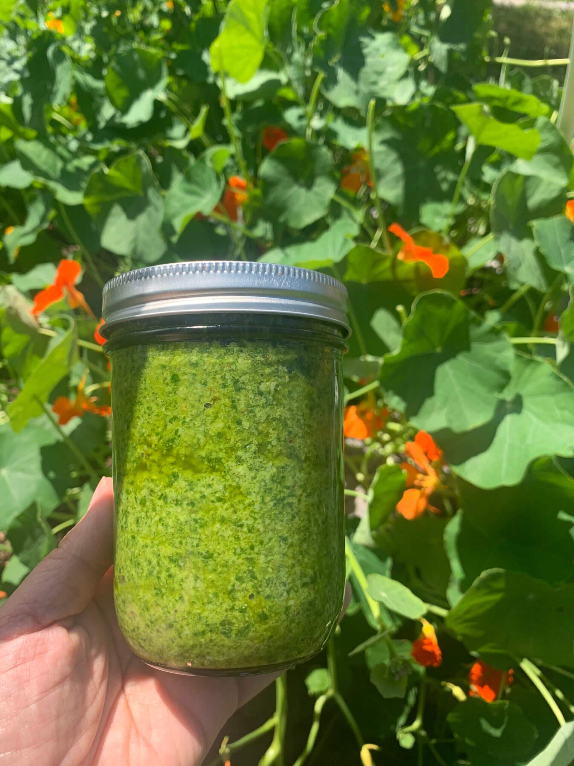 Fresh Nasturtium Pesto Recipe
